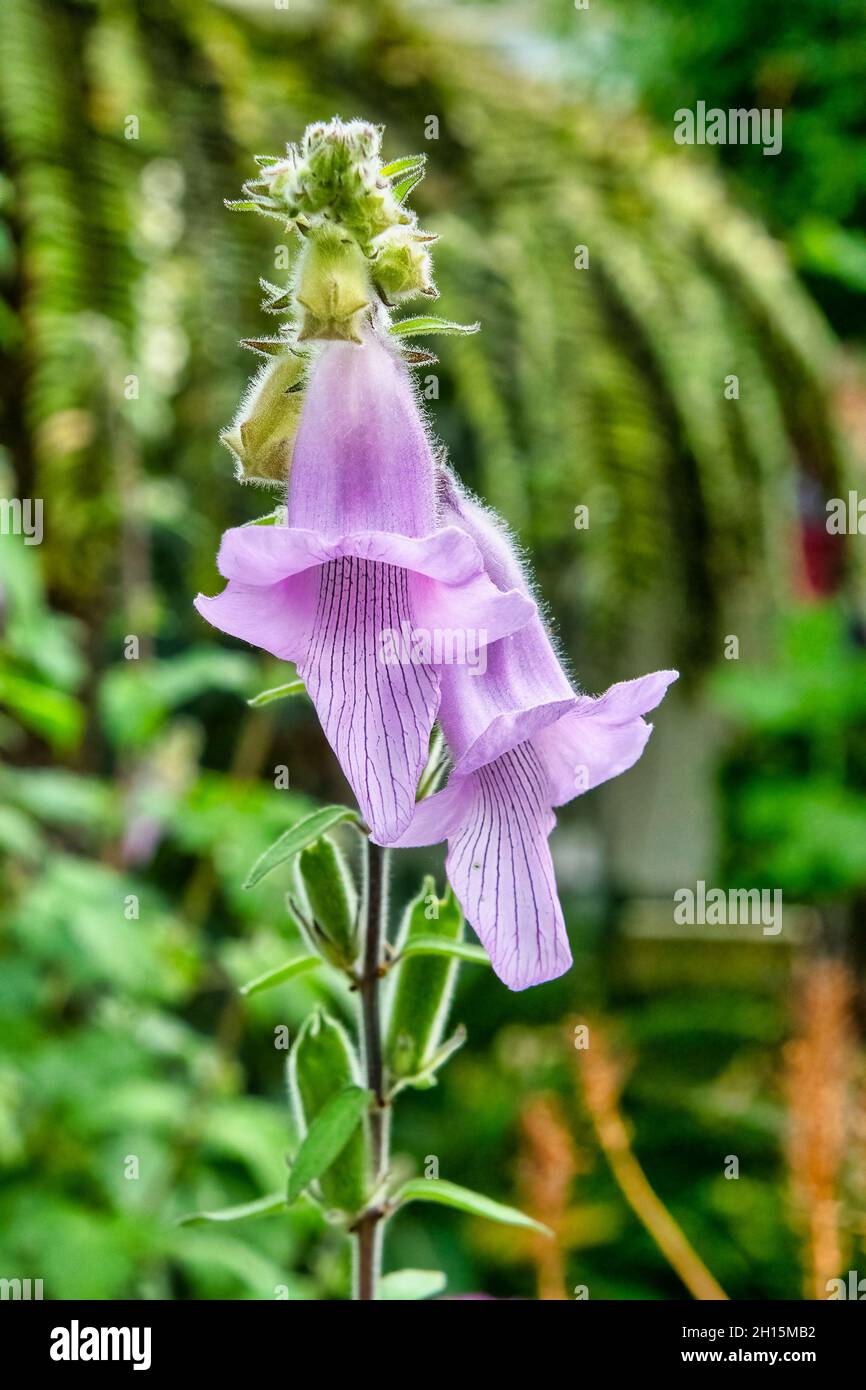Ceratotheca is a genus of plants in the family Pedaliaceae known as the african foxglove Stock Photo