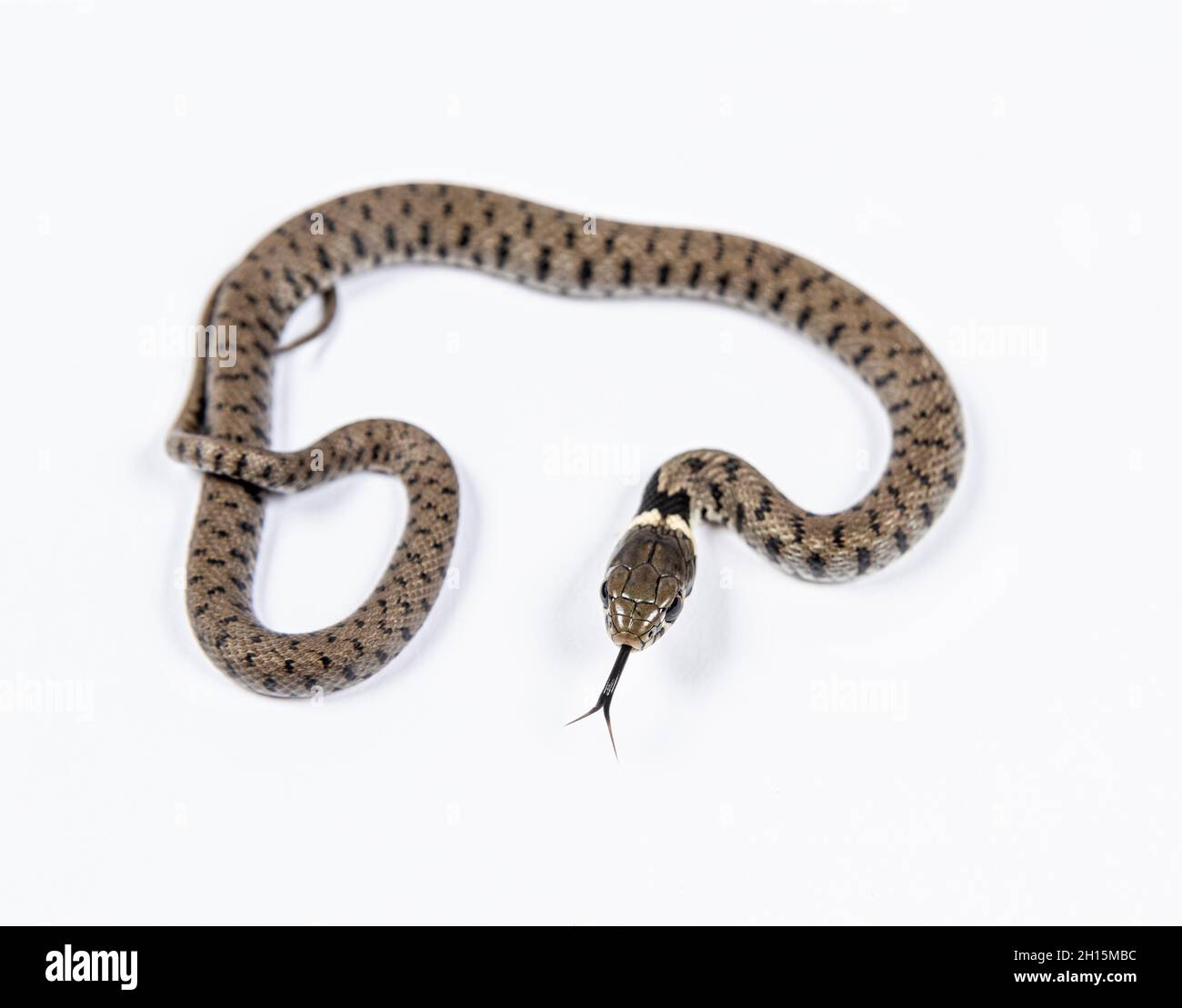 Grass snake, Natrix natrix, against a white background Stock Photo