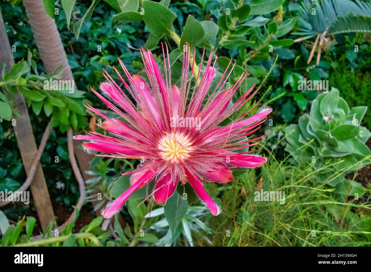 Potberg Protea pink flower bloom a member of the potbergensis plant species Stock Photo