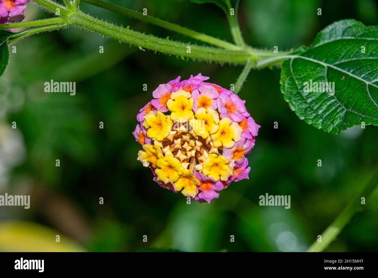 Lantana camara is a species of flowering plant within the verbena family known as West Indian Lantana Stock Photo