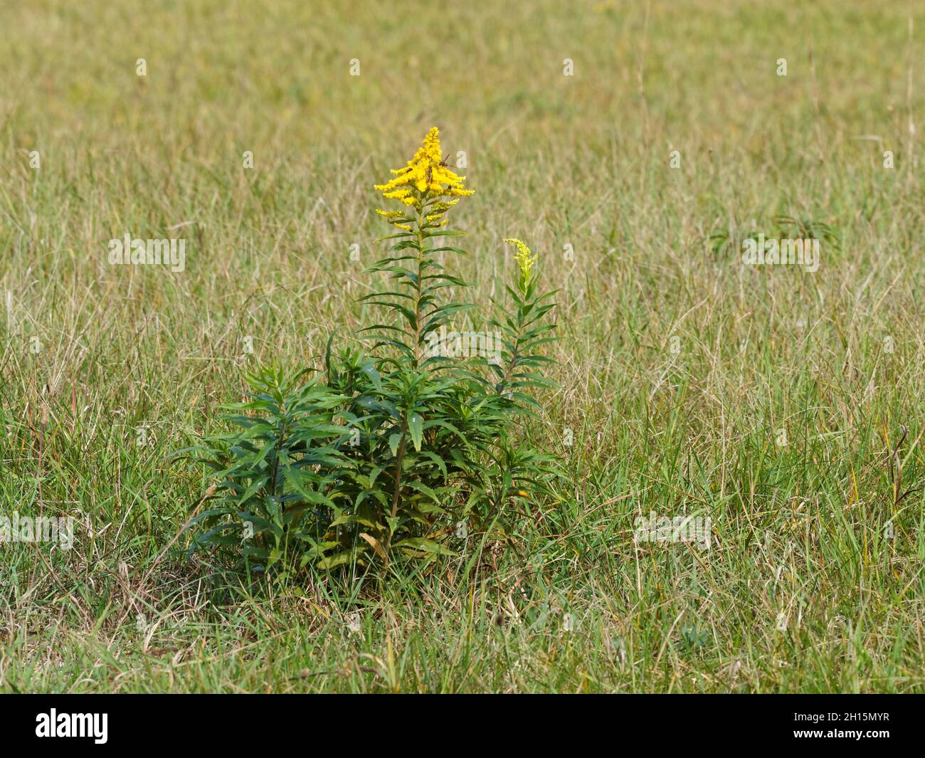 A goldenrod growing in a field with wasps in it's flower. Quebec,Canada Stock Photo
