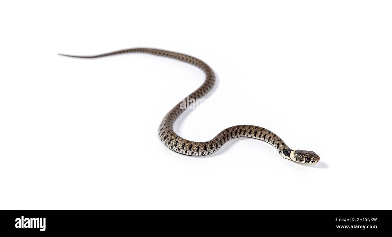 Grass snake, Natrix natrix, Isolated on white Stock Photo Alamy