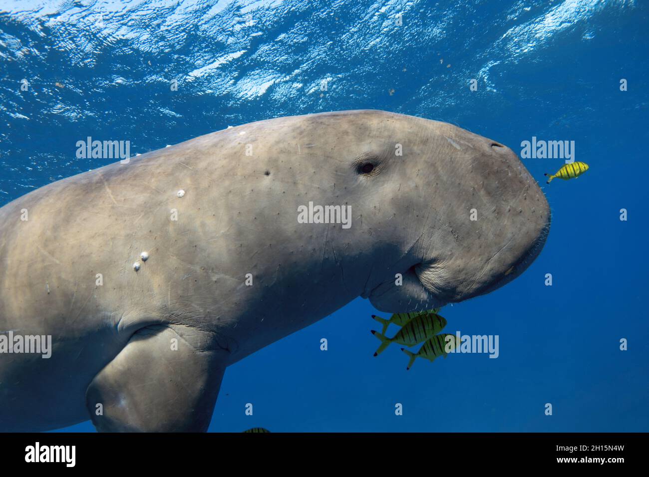 Dugong in the sea close up Stock Photo - Alamy Dugong in the sea close up Stock Photo - Alamy