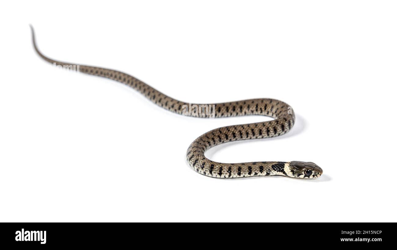 Snake with white collar Cut Out Stock Images & Pictures - Alamy