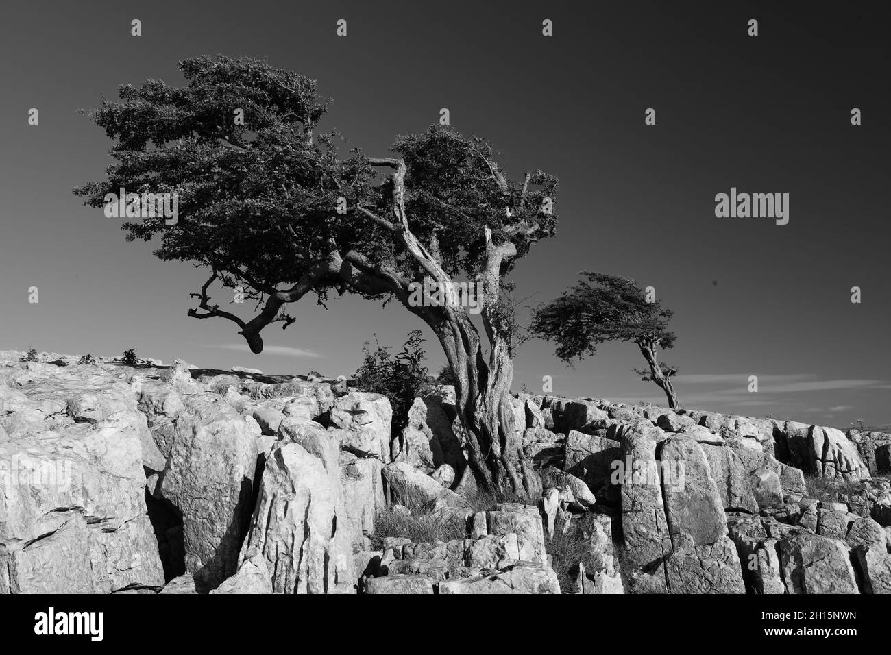 Black and White image of Trees growing out of Limestone Pavement in the Yorkshire Dales National Park, England, UK. Stock Photo