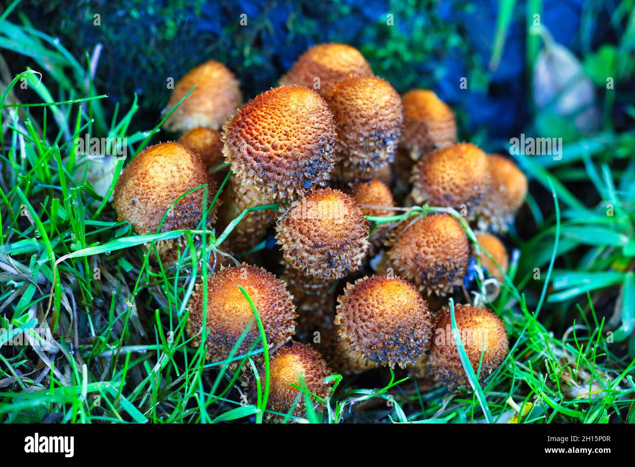 A Cluster of Inocybaceae Fungi growing under a Tree in the Yorkshire Dales National Park, England, UK. Stock Photo