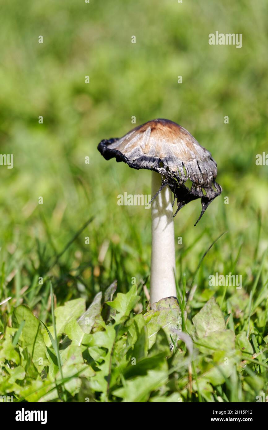 Old Shaggy mane mushrooms growing on a lawn, Quebec,Canada Stock Photo