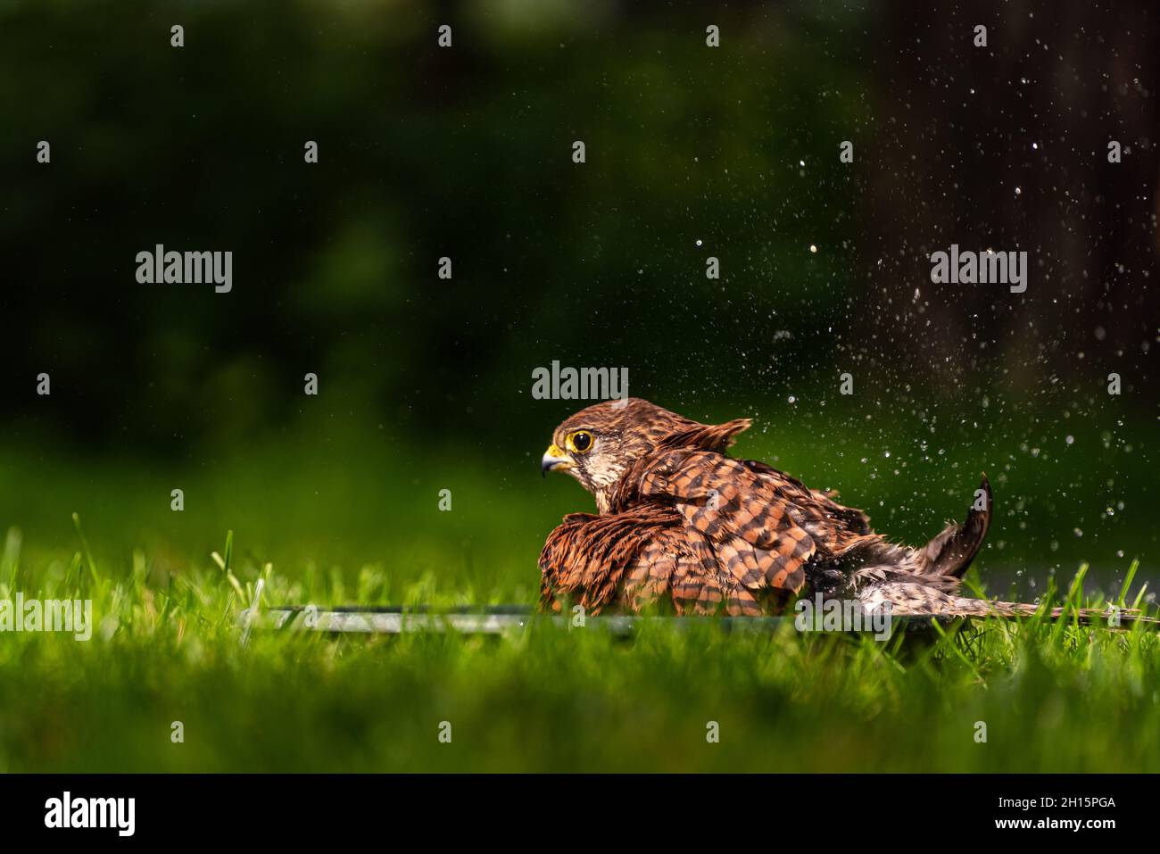 Hawk Action Shot Beautiful shot of a hawk on a green meadow Stock Photo - Alamy