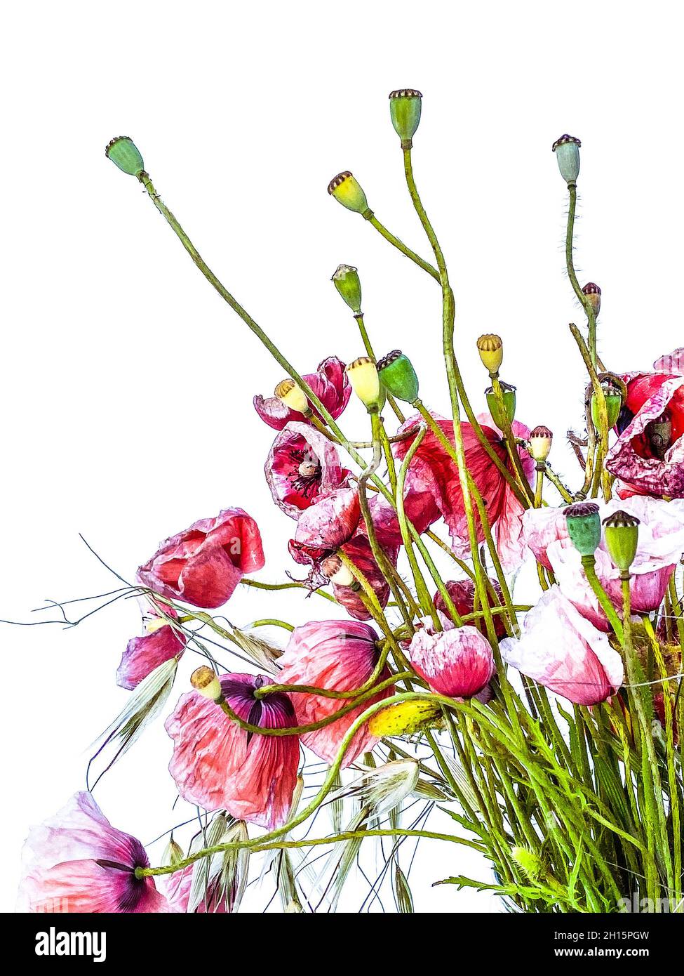 Mixed wild flowers bouquet, grasses and Poppies, in a glass vase. Stock Photo