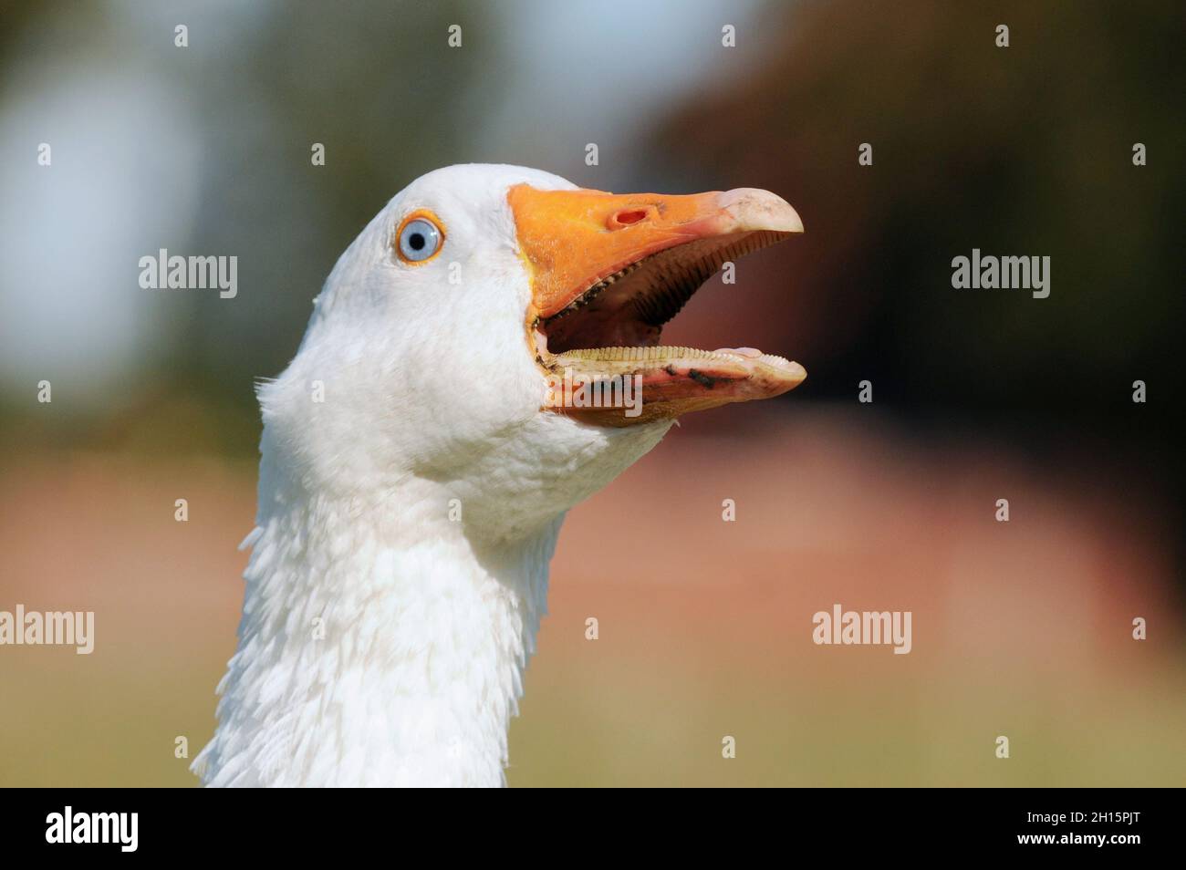 head from domestic  white goose in the nature Stock Photo