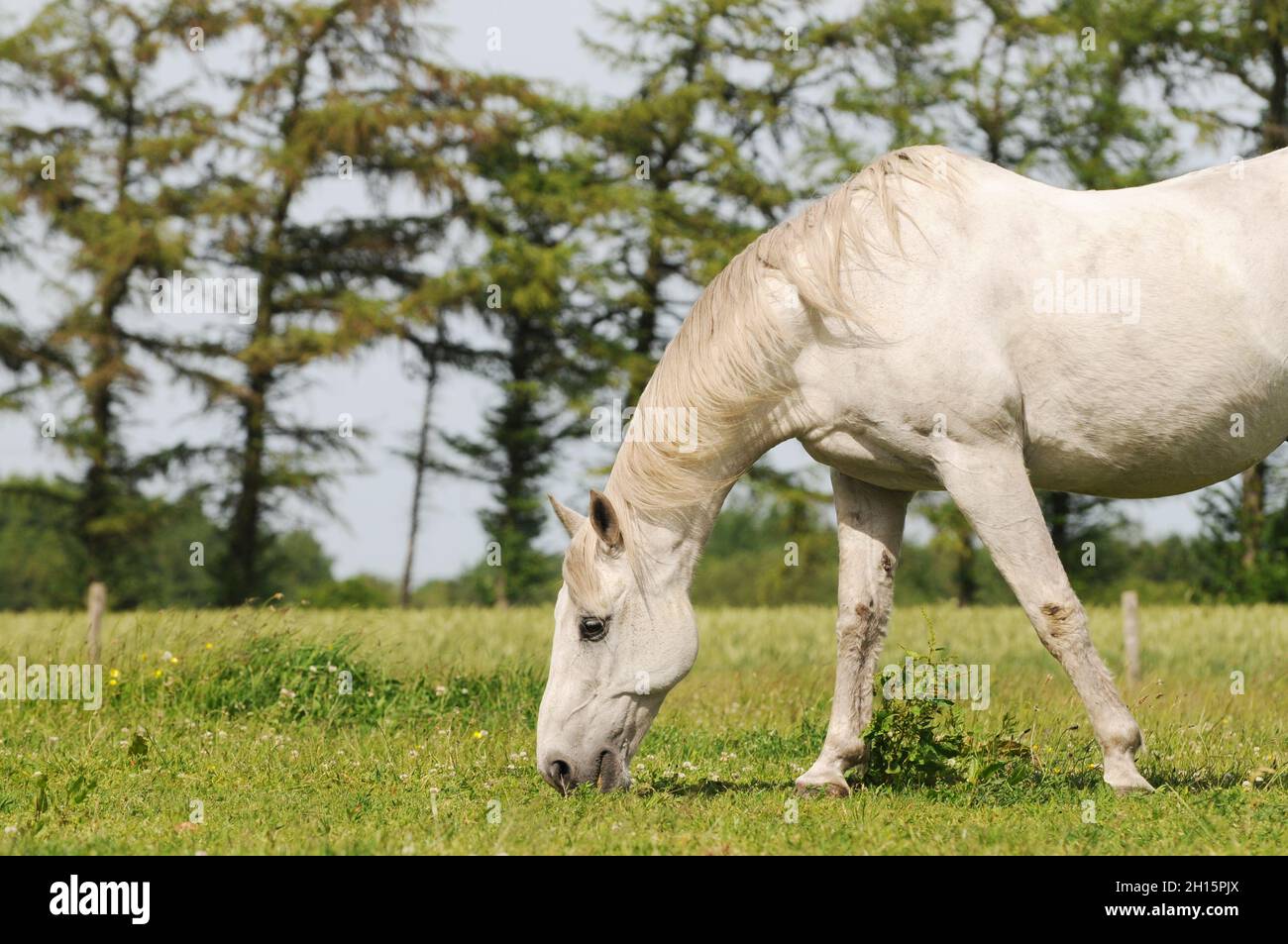 white horse graze on pasture Stock Photo