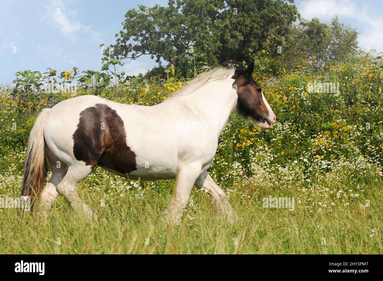 Gypsy horse running on pasture Stock Photo