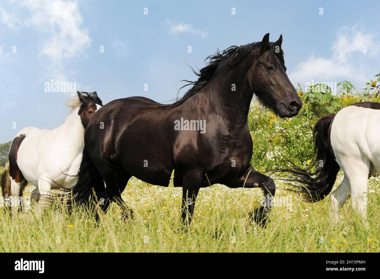 friesian horse standing on pasture Stock Photo