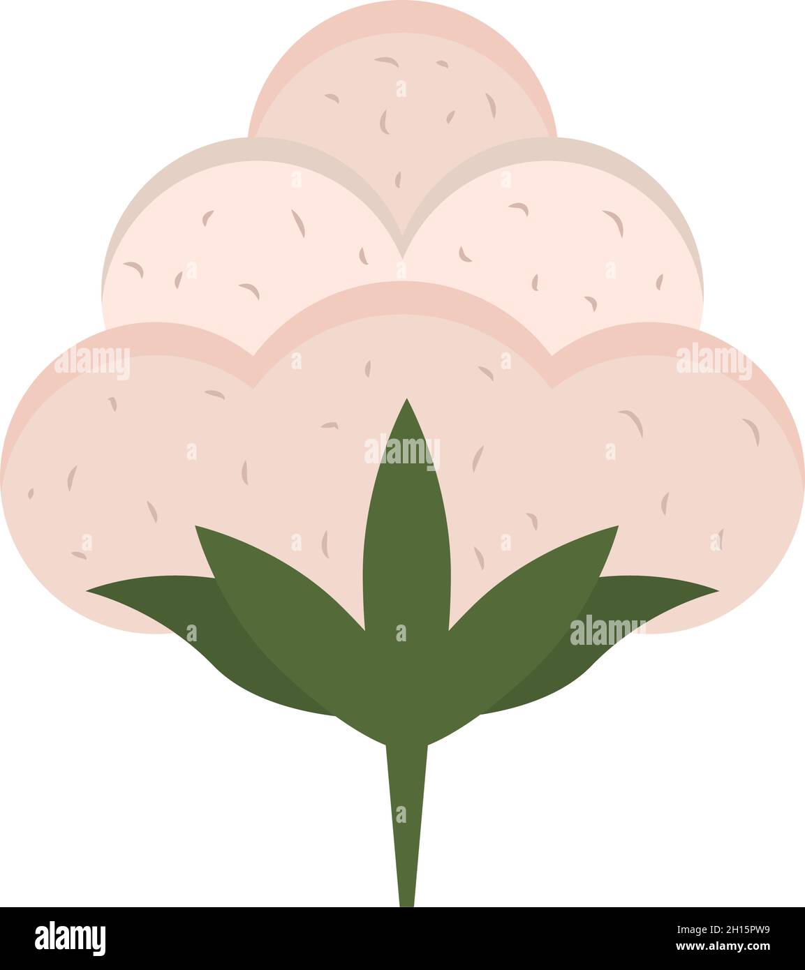 Ripe branch cotton plant Stock Vector Images - Alamy