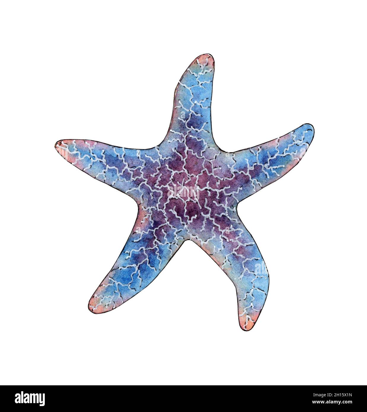 Watercolor painting lilac starfish. Ocean, marine animals. Inhabitant of  the seabed. Five rays of the star. Isolated over white background. Drawn by  h Stock Photo - Alamy