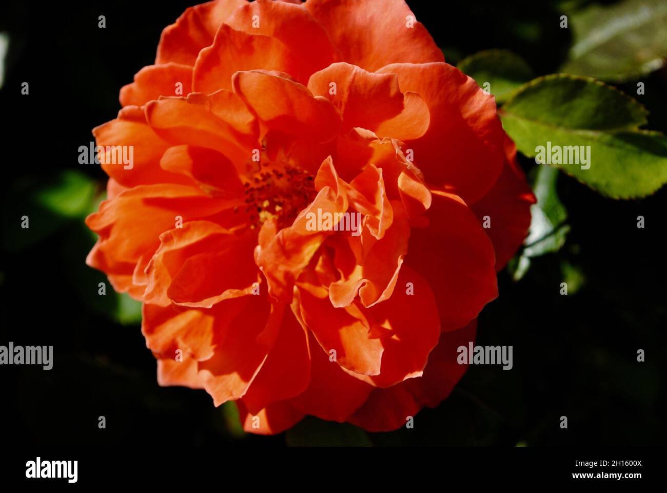 Rose in bloom on roof deck garden in New York City Stock Photo