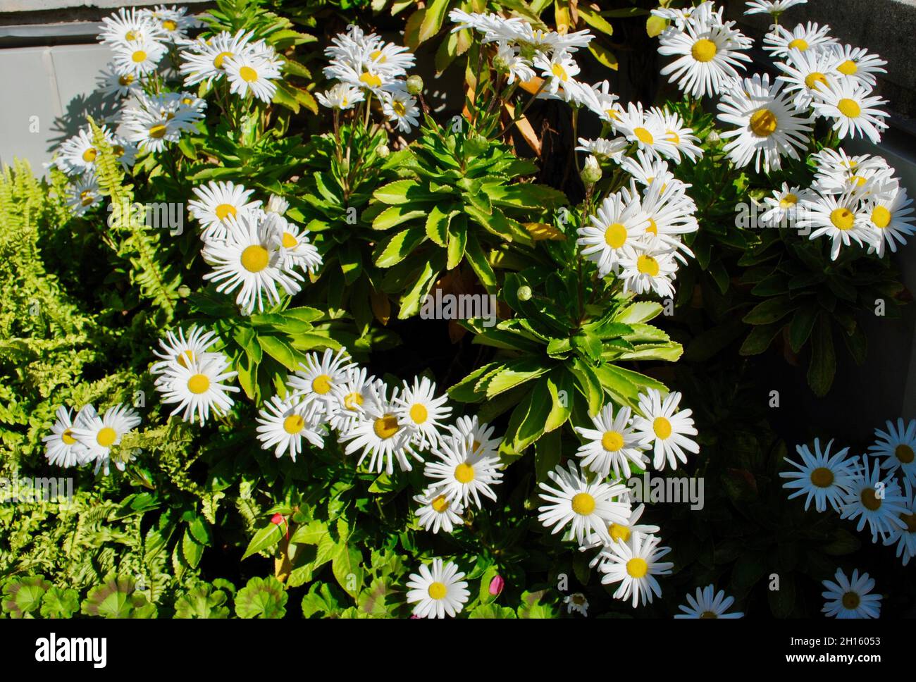 New york green roof top hi-res stock photography and images - Alamy