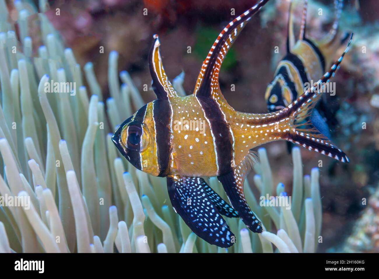 Banggai cardinalfish reef hi-res stock photography and images - Alamy