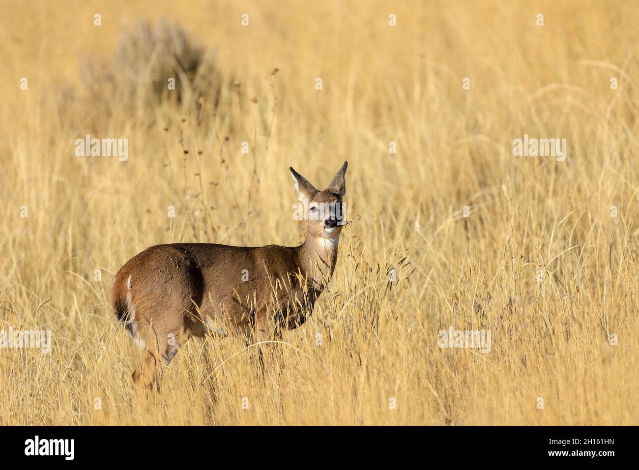 White-tailed deer doe in a meadow with tall brown grass Stock Photo