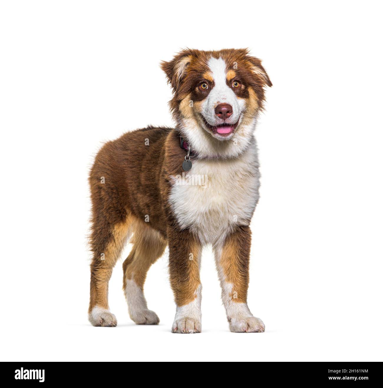 Panting Australian Shepherd dog standing in front of a white background