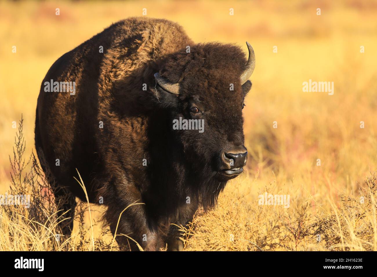 American Bull Bison Stock Photo