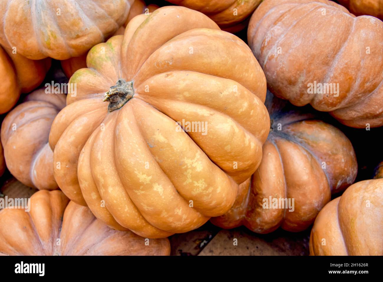 The Long Island cheese pumpkin is an old heirloom variety and its sweet, smooth flesh is known to make superior pumpkin pie. Stock Photo