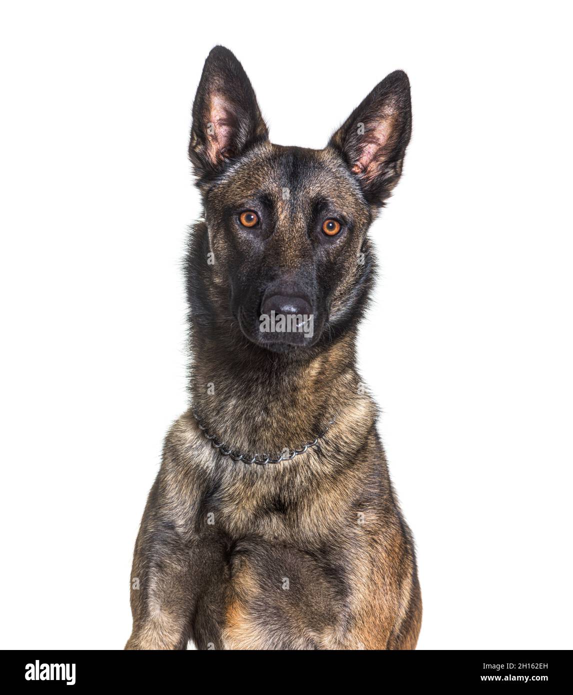 Head shot of a malinois looking at the camera, belgian shepherd, isolated on white Stock Photo