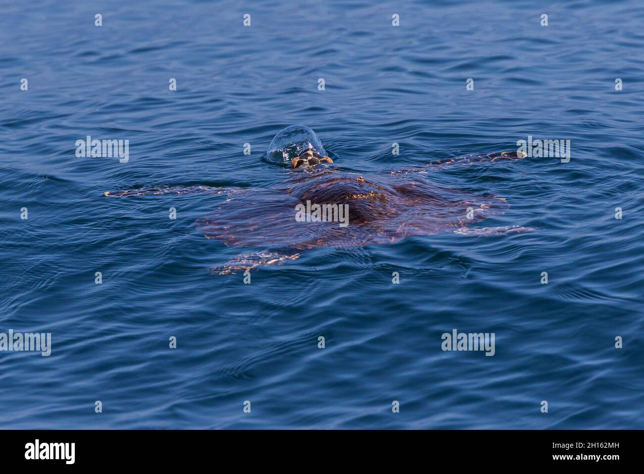 Hawksbill Turtle in Florentine Greens main image 1