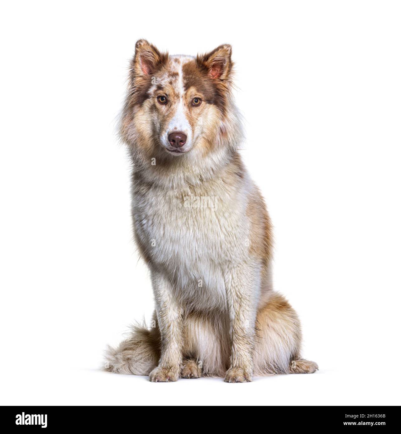Aussie Siberian. is a mixed Breed Dogs - Australian Shepherd with Siberian Husky Stock Photo