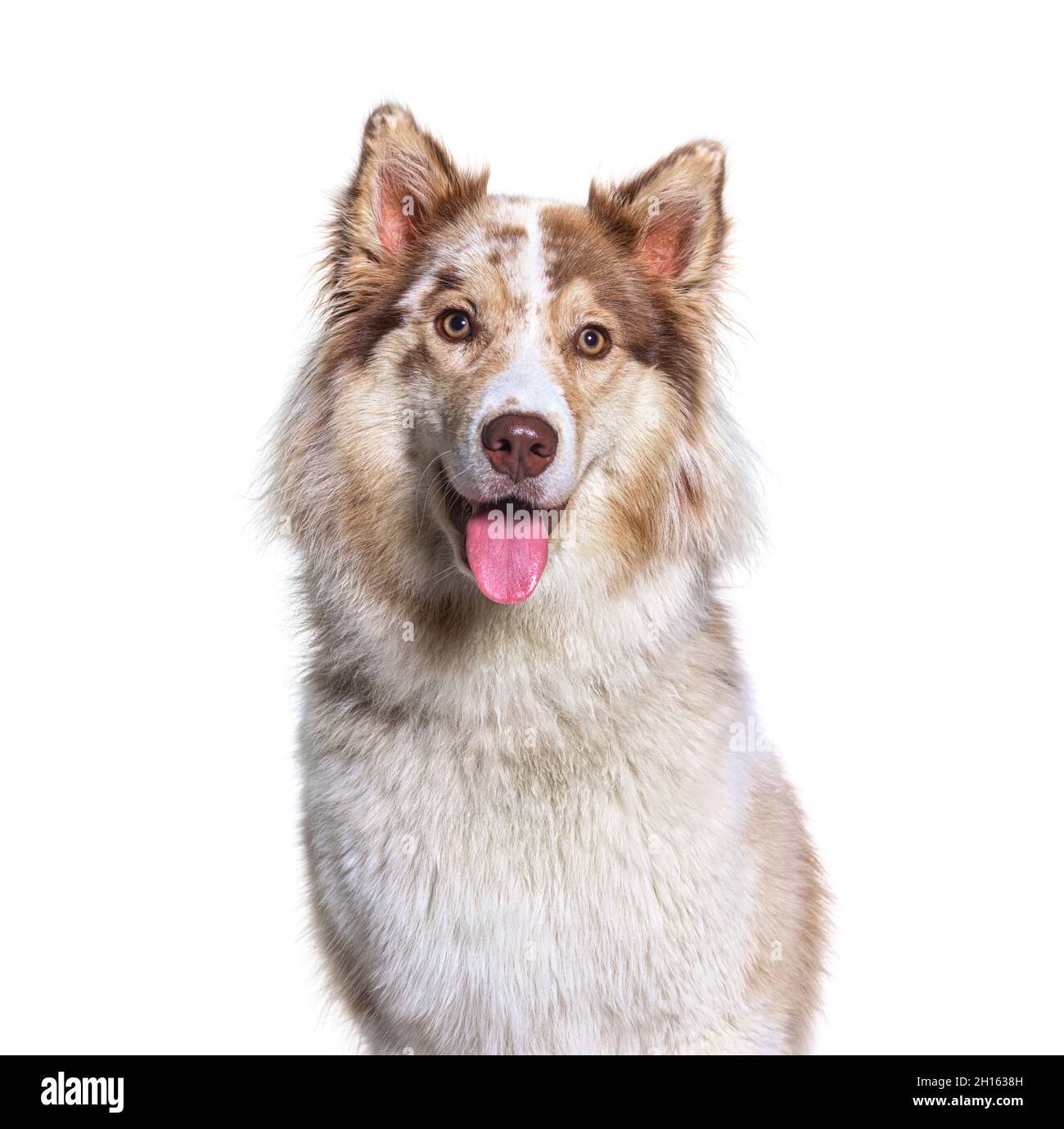 Head shot of a Aussie is a mixed Breed - Australian Shepherd with Siberian Husky Stock Photo - Alamy