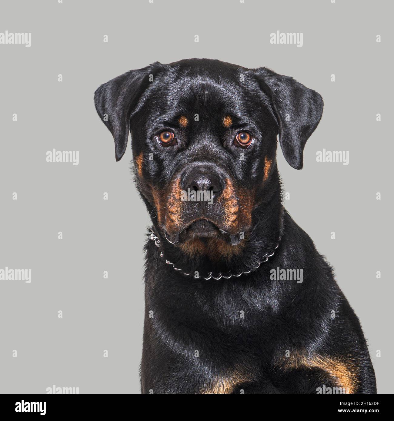 Head shot of a Rottweiler staring at camera on a grey backgrounda Stock Photo