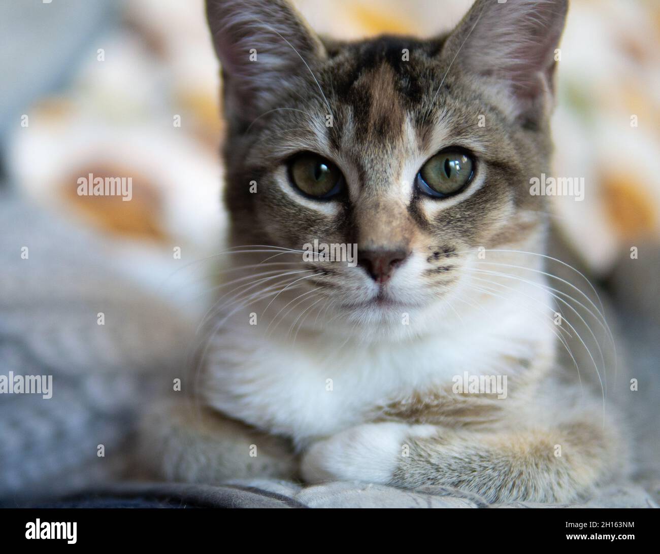 A calico tabby kitten sits on an autumnal themed blanket Stock Photo