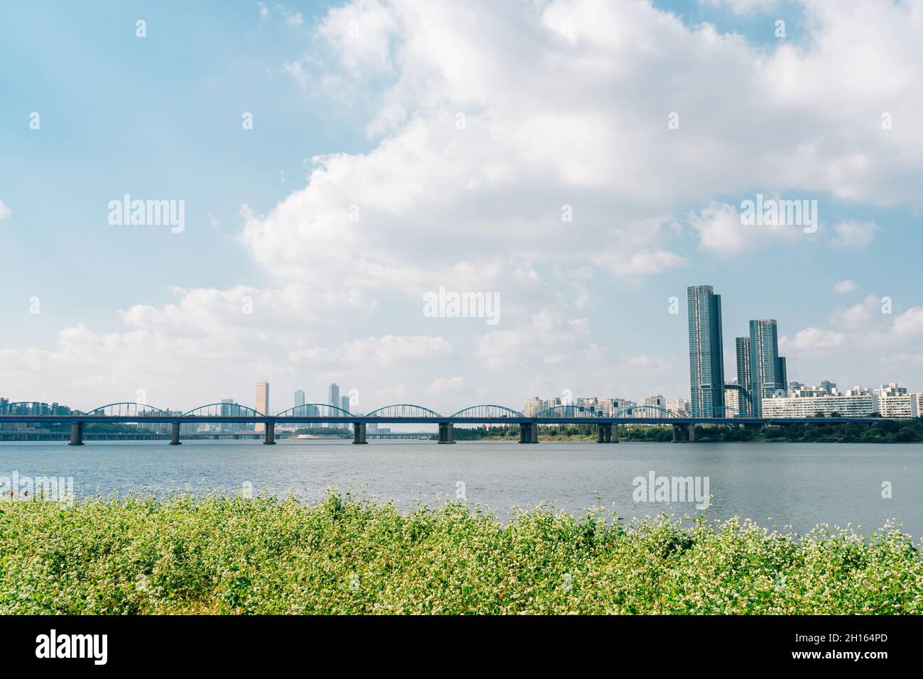 Buckwheat flower field and city view at Banpo Han river park Seorae island in Seoul, Korea Stock