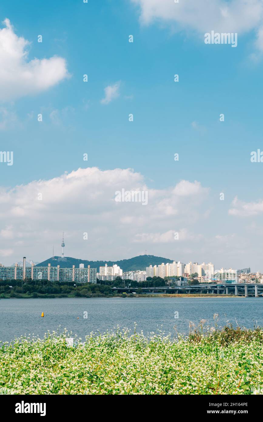 Buckwheat flower field and city view at Banpo Han river park Seorae island in Seoul, Korea Stock
