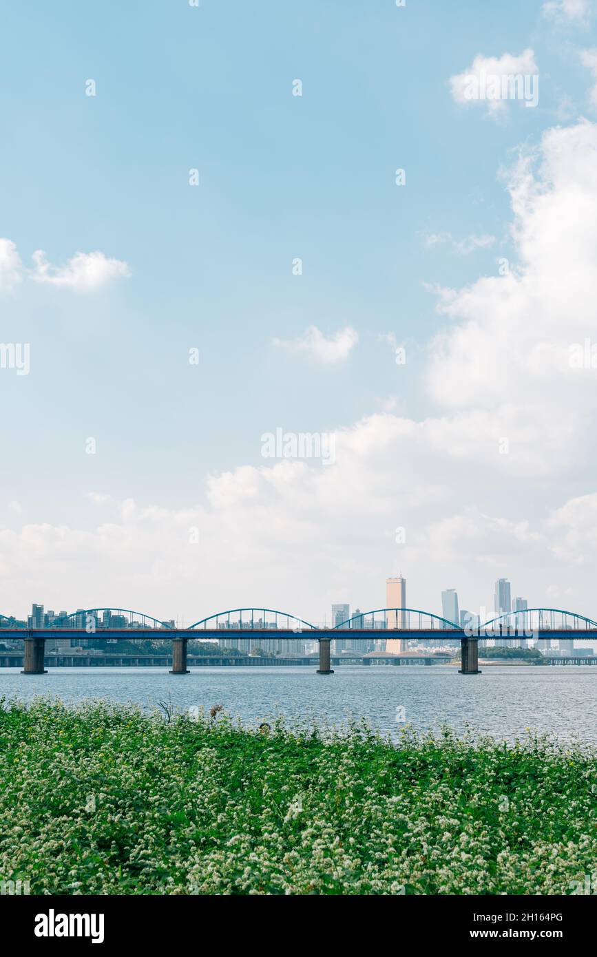 Buckwheat flower field and city view at Banpo Han river park Seorae island in Seoul, Korea Stock