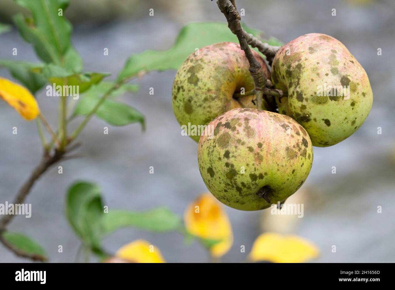 Sooty Blotch and Flyspeck on Apples (SBFS), (Schizothyrium pomi) Stock Photo