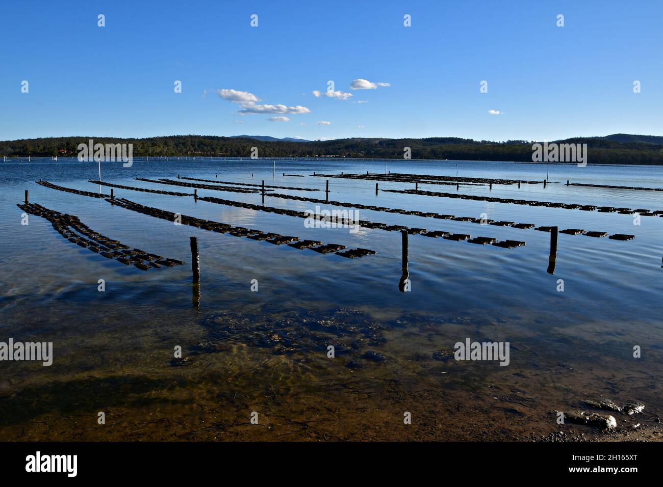 Pambula oysters hires stock photography and images Alamy