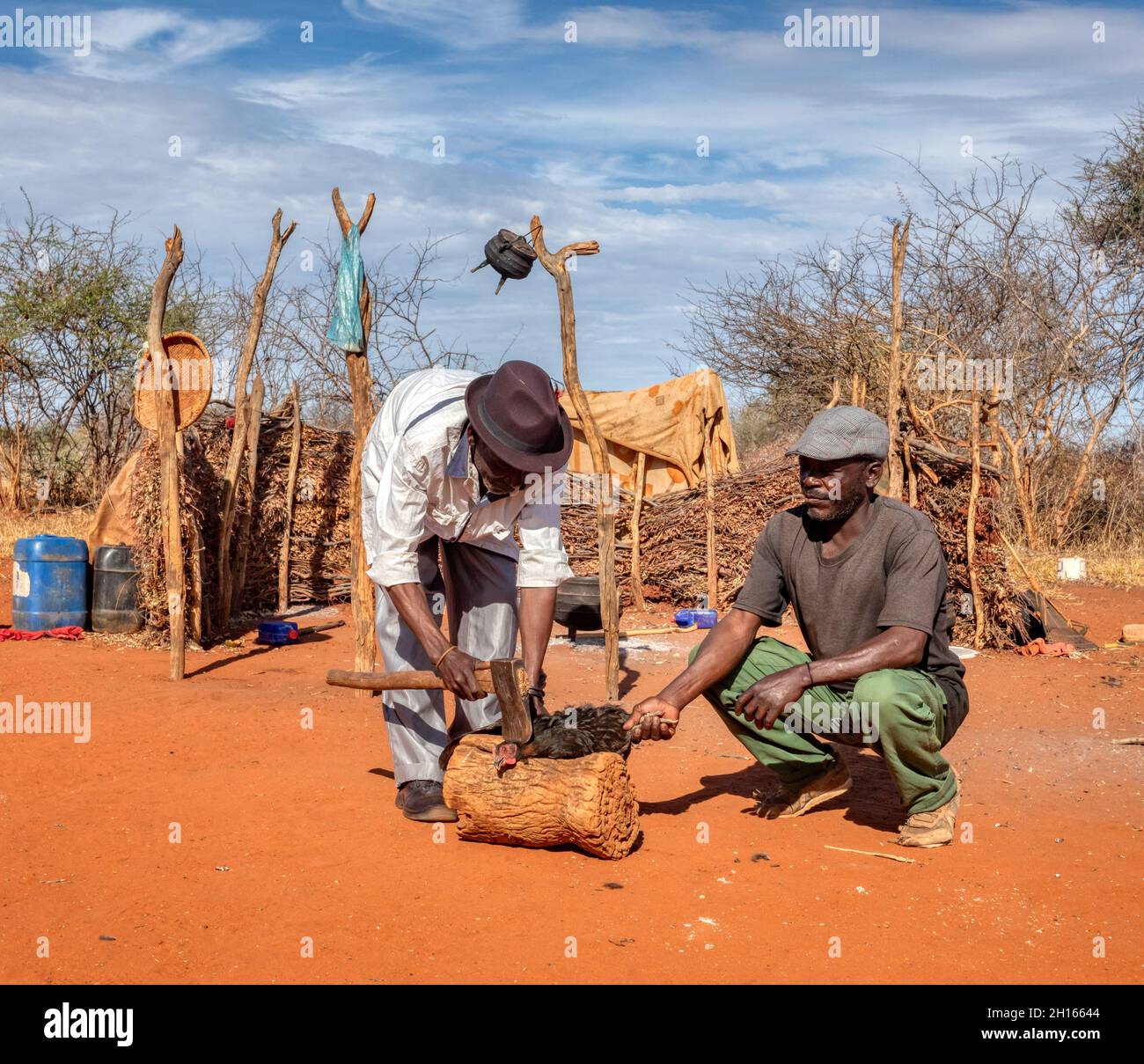 African Village Life In Botswana Old Man With A Cutting A Setswana Chicken In Front Of The