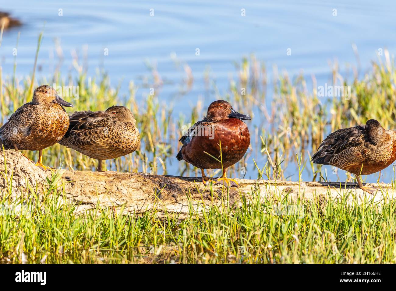 Male and Female Cinnamon Teal (Anas cyanoptera) ducks at the Merced ...