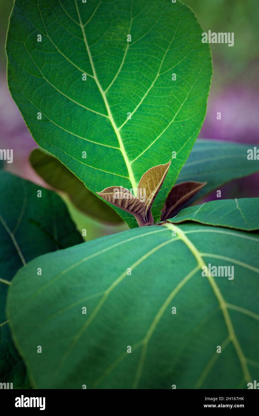 New leaf of teak tree show growth that will continue to be vigorous tree in forest. Stock Photo