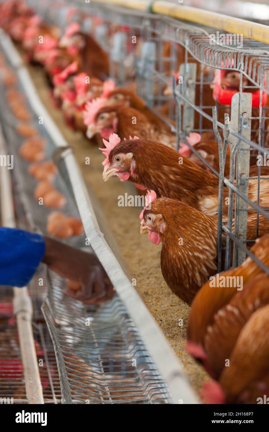small scale African farming business, poultry producing eggs Stock