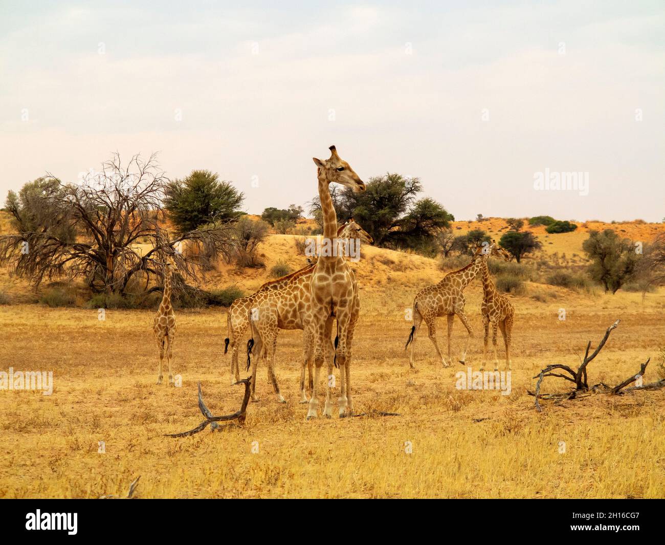 Giraffes the tallest animal on earth, Kgalagadi Transfontier Park, South  Africa Stock Photo - Alamy