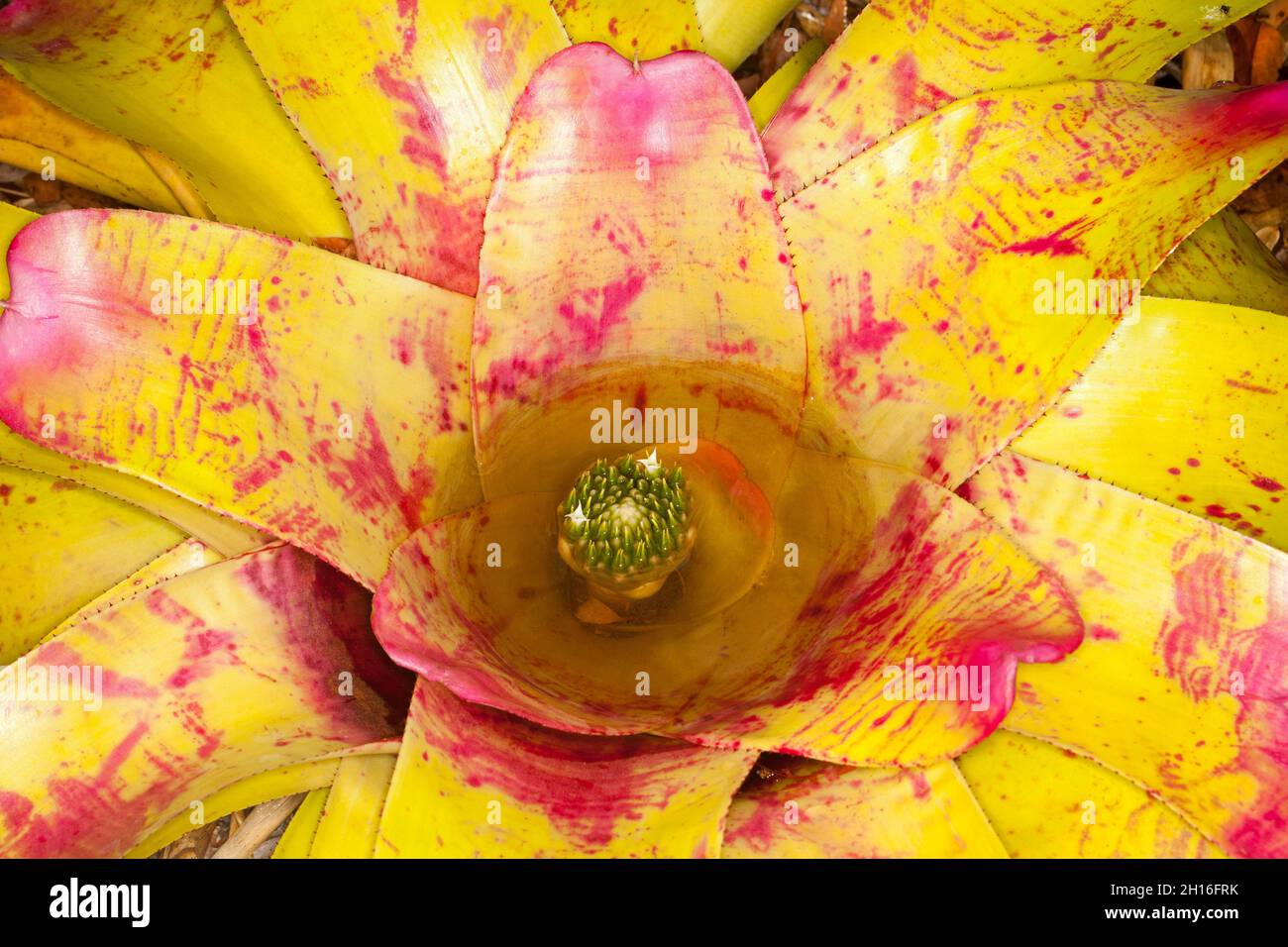 Close-up of colourful red and yellow foliage of Bromeliad, Neoregelia De Rolf, with flowers submerged in central 'vase' of water, in Australia Stock Photo