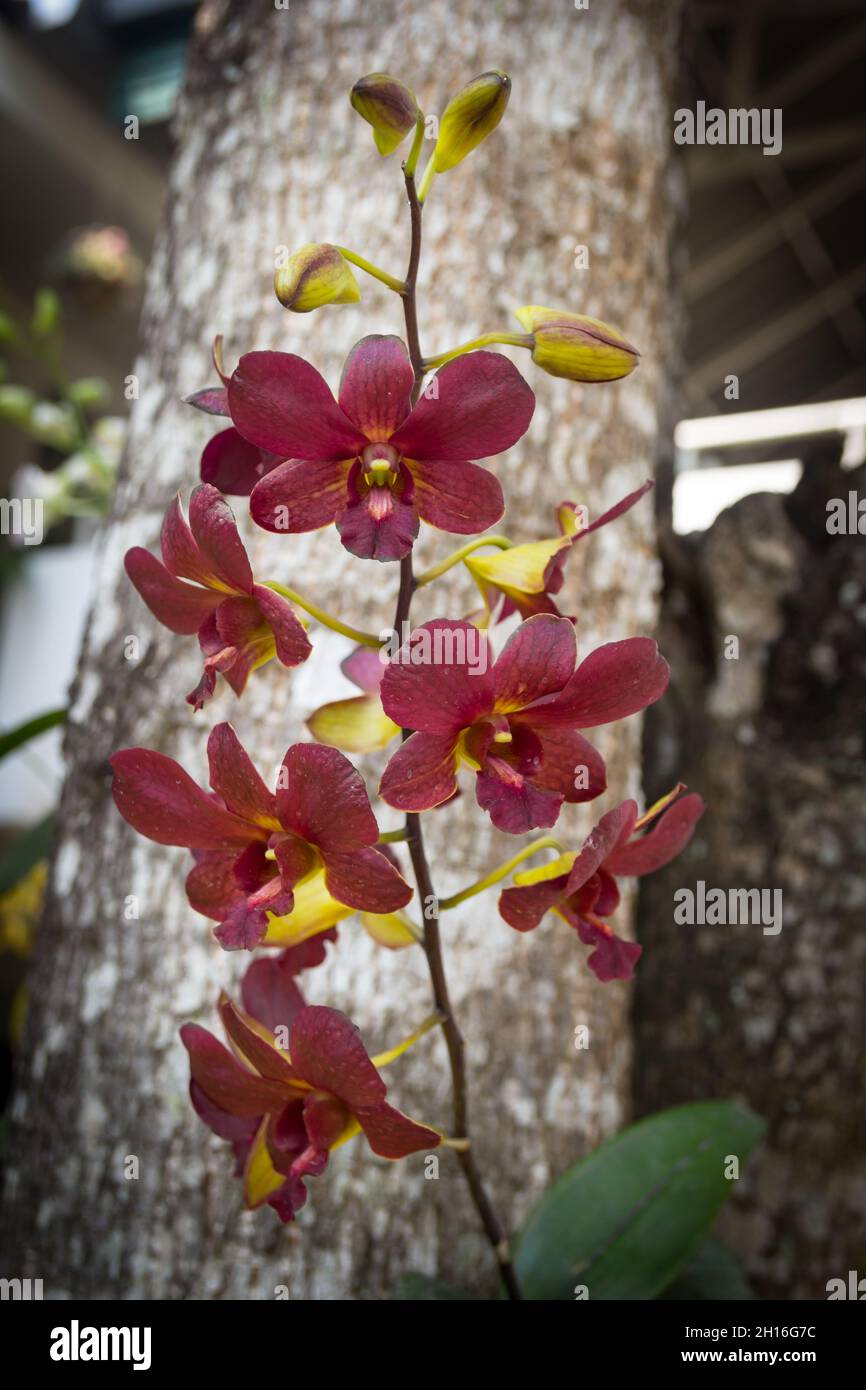 Orchid flower,Dendrobium,Dendrobium lindleyi,Callista Lour.Pierardia Raf. (non Roxb. ex Jack: preoccupied) Stock Photo