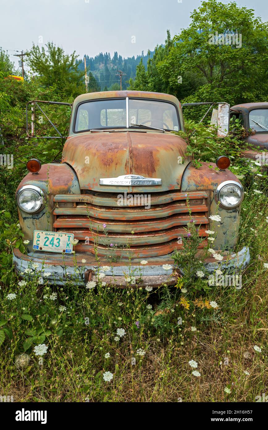 Overgrown weeds surround an antique Chevy truck in a junkyard in Idaho ...