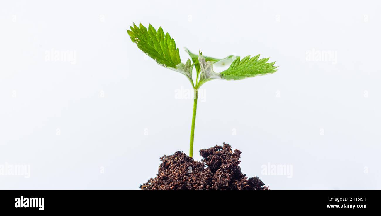 Plant growing and white background. Stock Photo