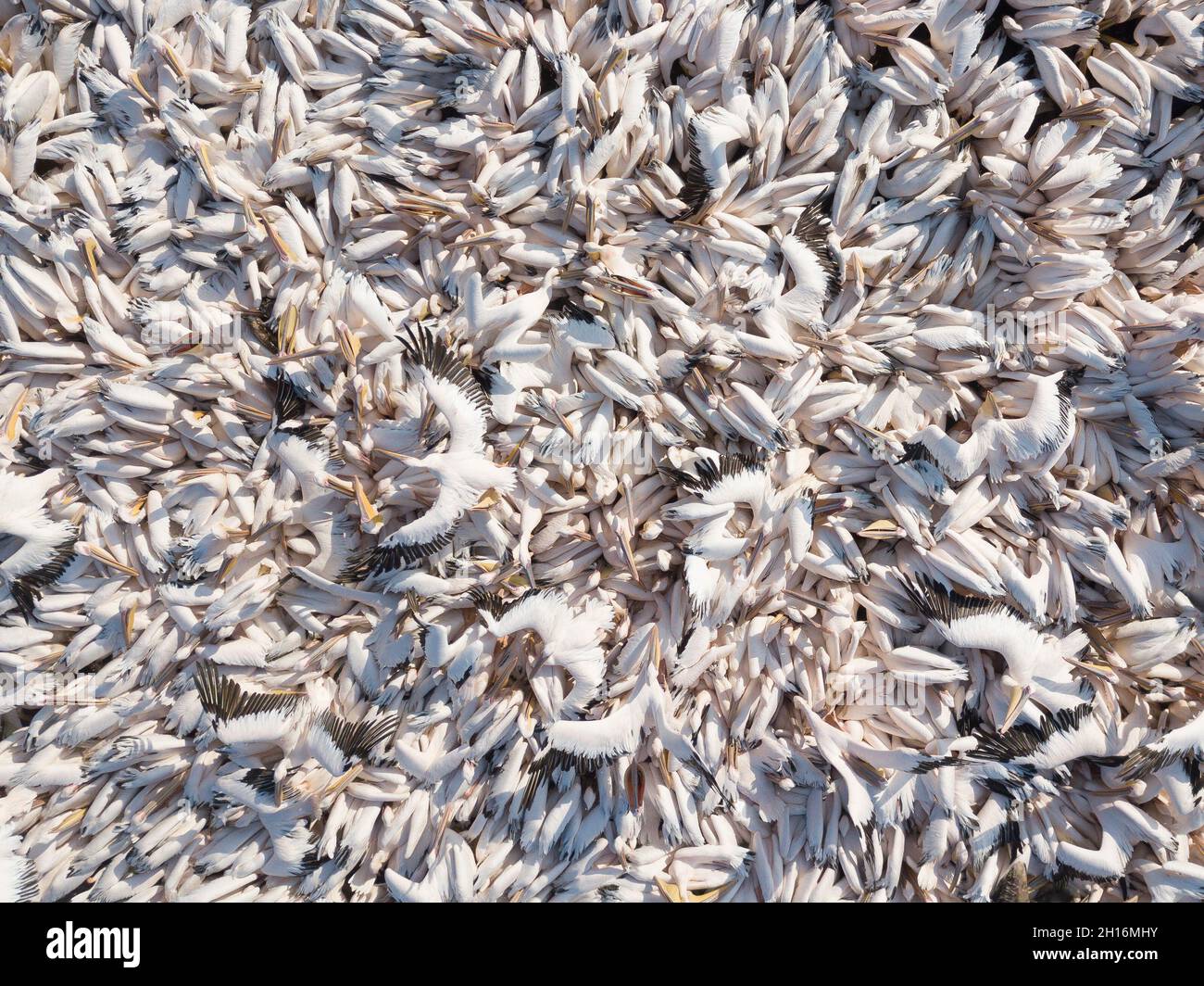 Feeding of a large group of pelicans . Pelicans in water. Stock Photo