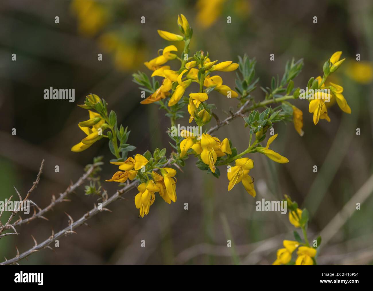Petty whin, Genista anglica, in flower in damp grassland, Dorset. Stock Photo