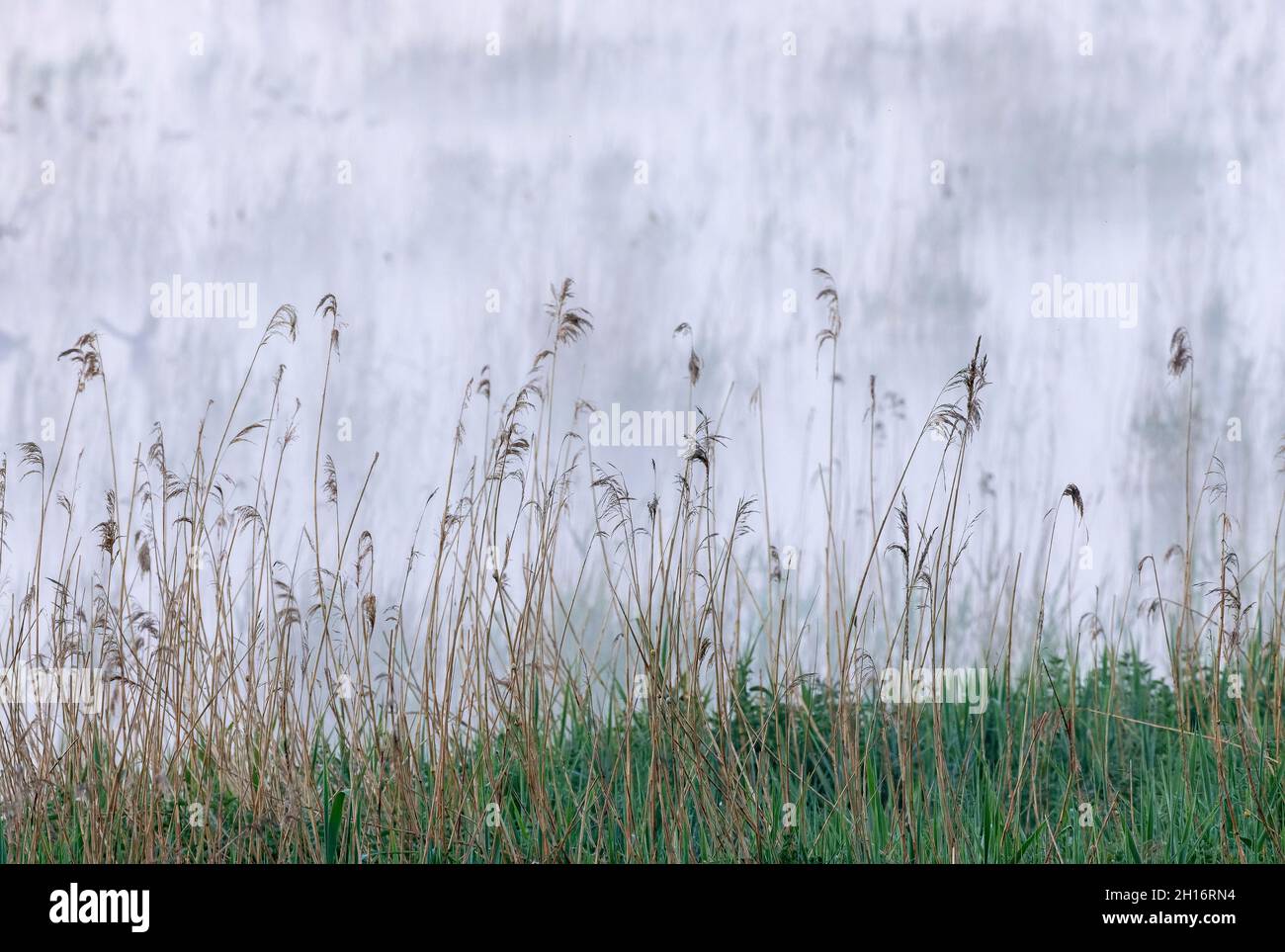 Early morning reed-bed in the mist, Somerset Levels. Stock Photo