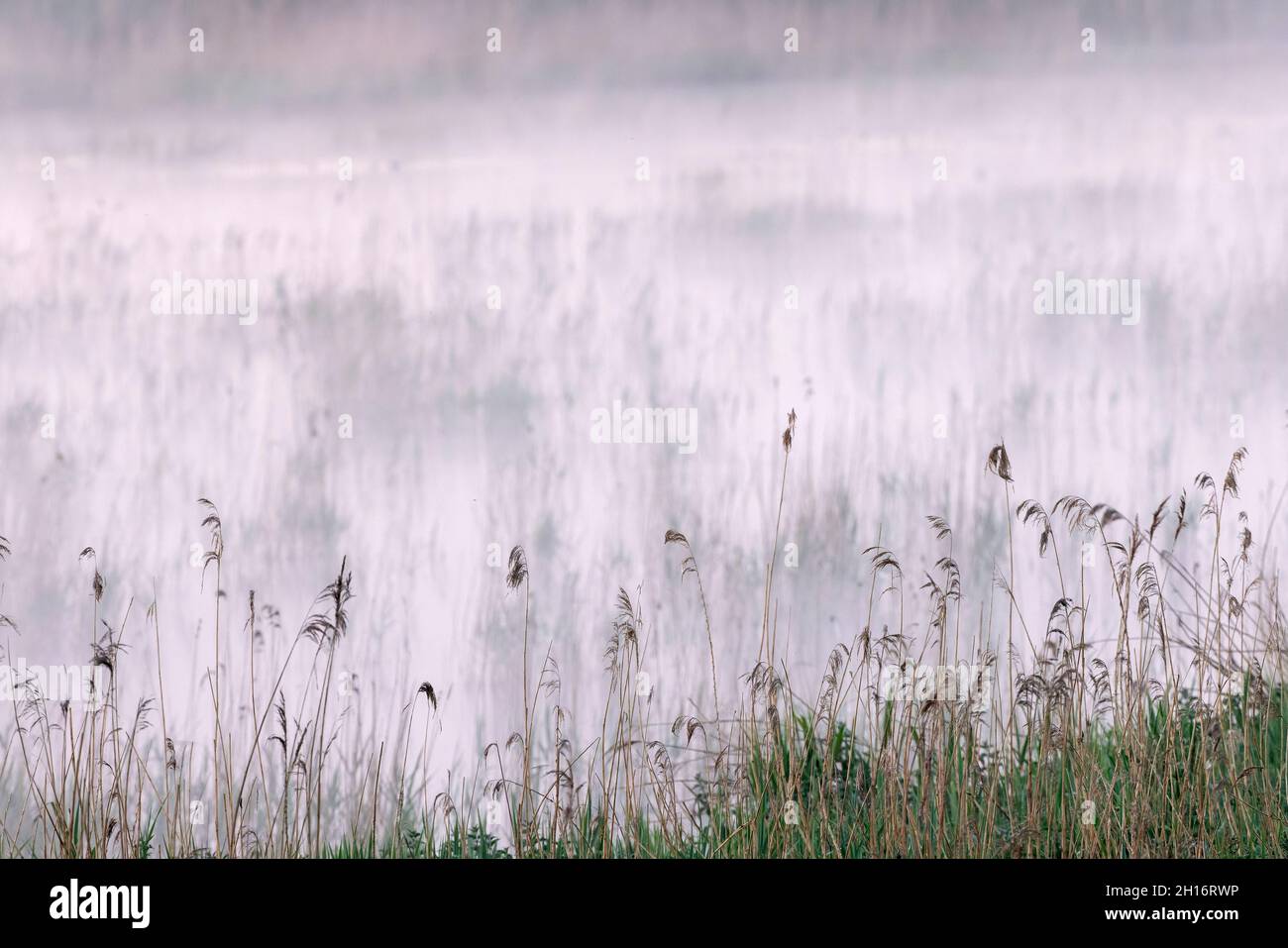 Early morning reed-bed in the mist, Somerset Levels. Stock Photo